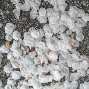 WP_20140403_017_edited